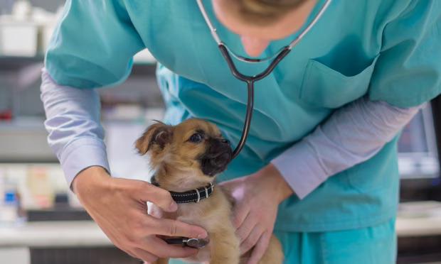 What Pet Owners in Leeds Are Getting Wrong About Vet Costs