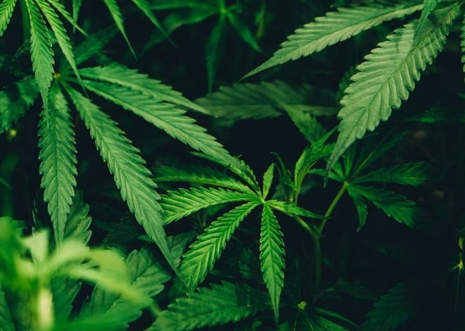 What Makes the Best Weed Delivery Service in Leeds Stand Out From the Rest?