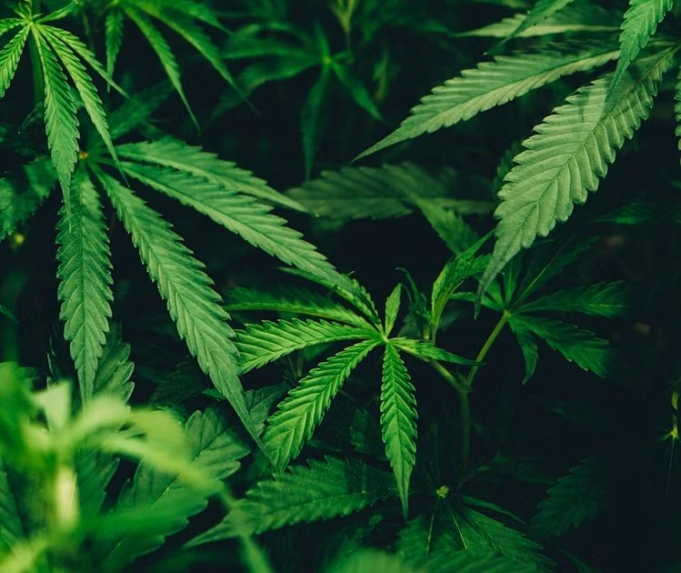 What Makes the Best Weed Delivery Service in Leeds Stand Out From the Rest?