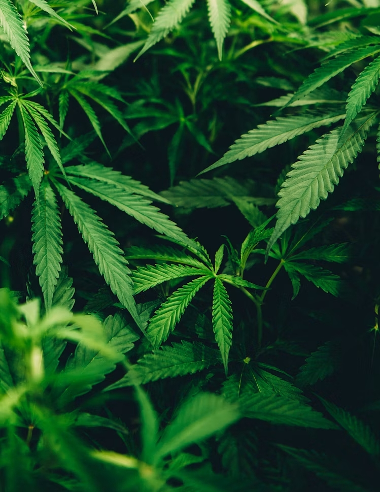 What Makes the Best Weed Delivery Service in Leeds Stand Out From the Rest?