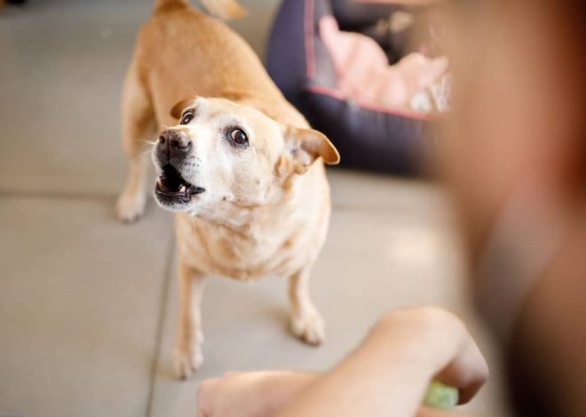 Anxious Dogs Around Visitors – Create Calm Introductions With Guests