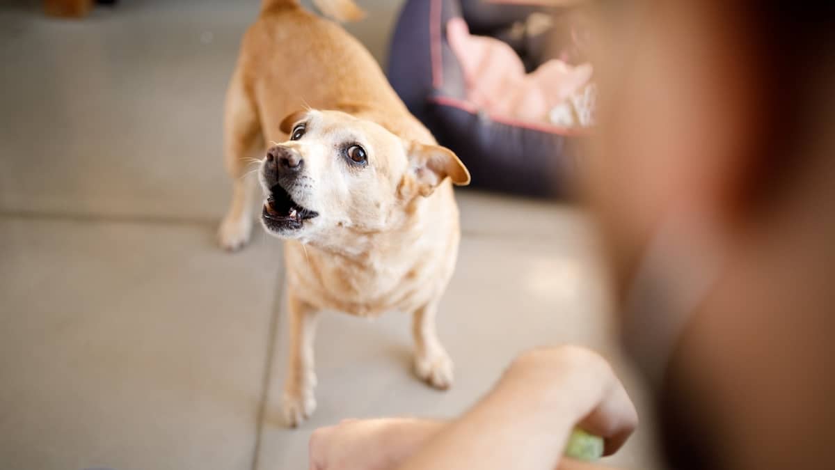 Anxious Dogs Around Visitors – Create Calm Introductions With Guests
