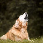 Barking Nighttime Dogs - Create Calmer Evening Pet Routines