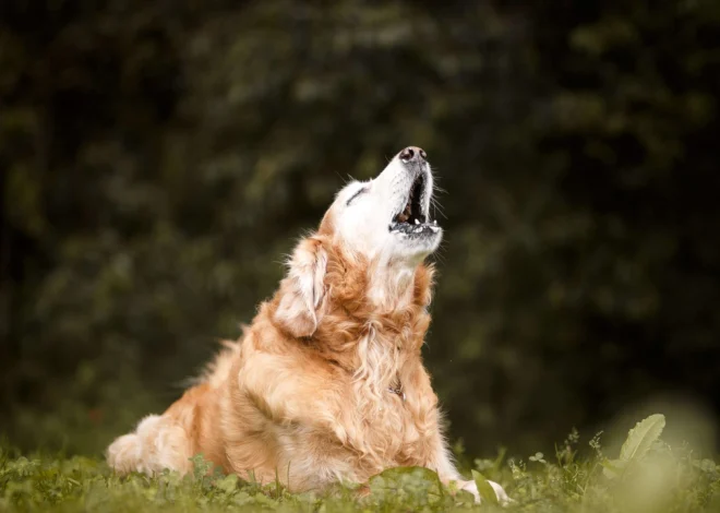 Barking Nighttime Dogs – Create Calmer Evening Pet Routines