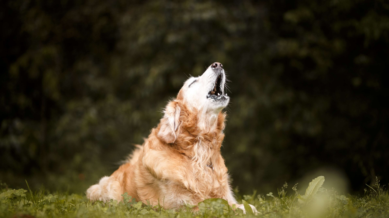 Barking Nighttime Dogs – Create Calmer Evening Pet Routines