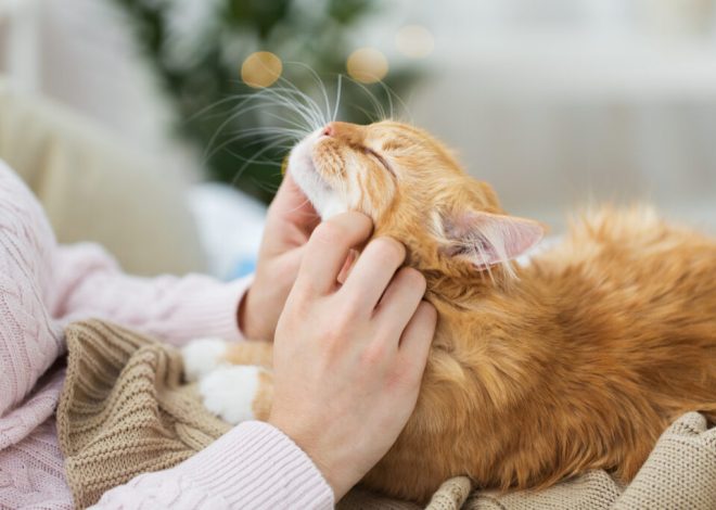 Nervous Cat Behavior – Create Safer Spaces for Adjustment