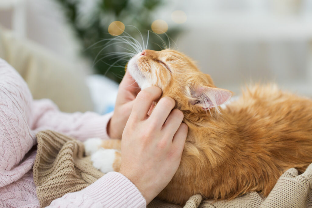 Nervous Cat Behavior – Create Safer Spaces for Adjustment