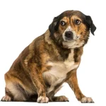 Nervous Dogs Outside - Build Confidence With Gradual Exposure