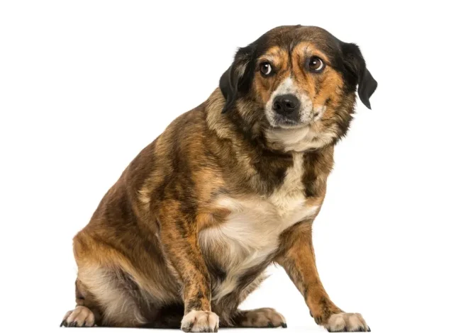 Nervous Dogs Outside – Build Confidence With Gradual Exposure