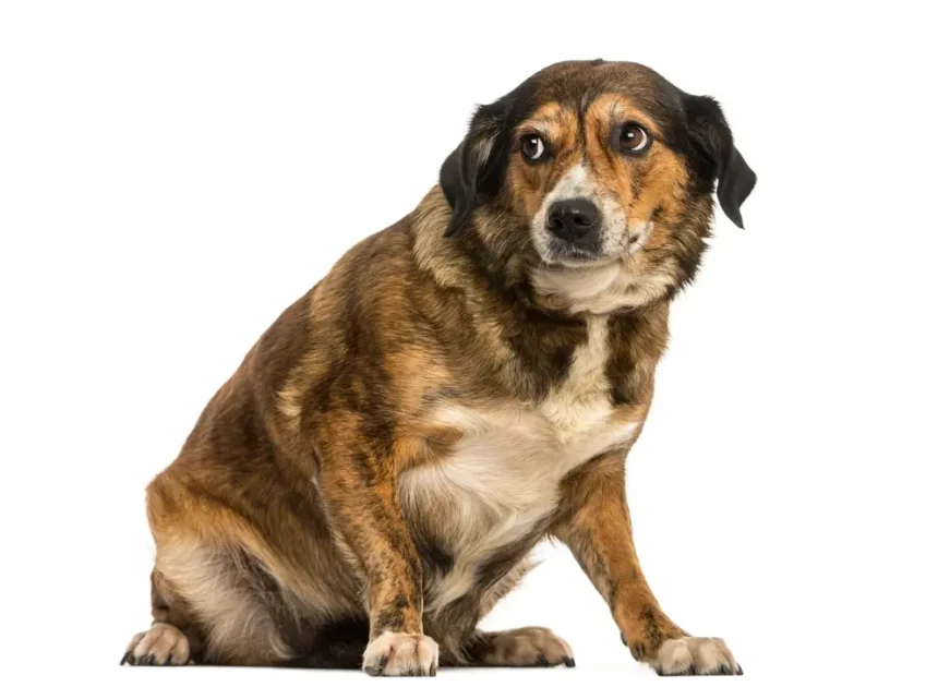 Nervous Dogs Outside – Build Confidence With Gradual Exposure