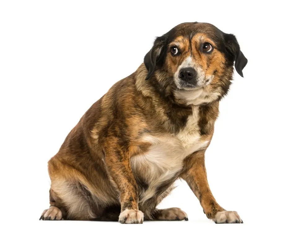 Nervous Dogs Outside – Build Confidence With Gradual Exposure