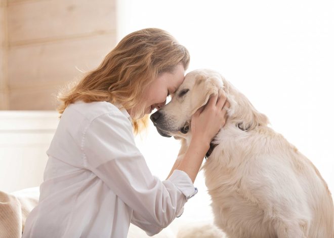 Nervous Pets Traveling – Reduce Stress With Better Preparation