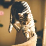 Overactive Indoor Cats - Create Better Daily Play Routines