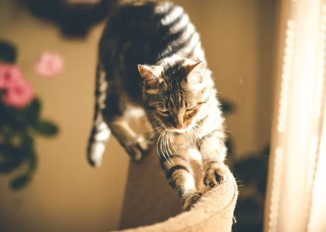 Overactive Indoor Cats – Create Better Daily Play Routines
