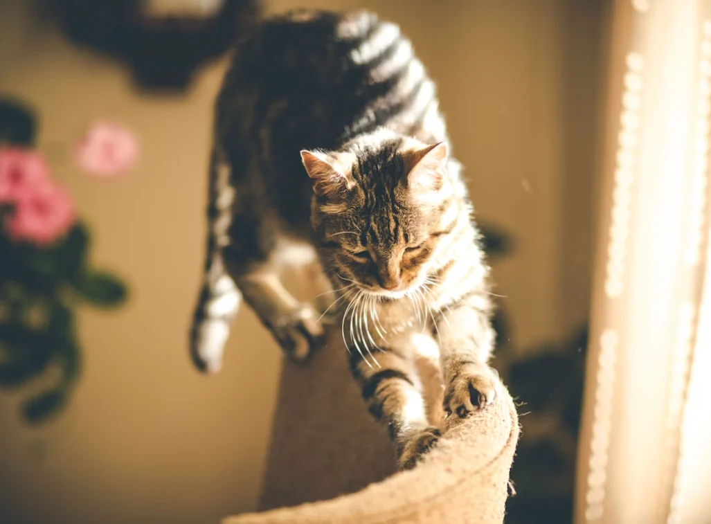 Overactive Indoor Cats – Create Better Daily Play Routines