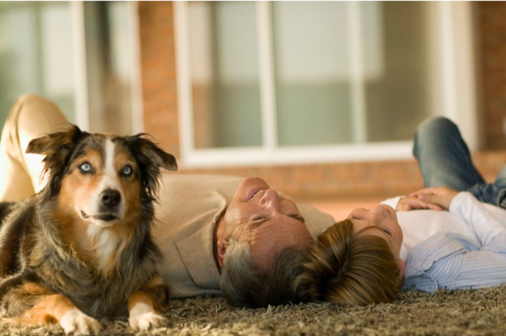 Anxious Pet Behavior – Create Calmer Daily Home Routines